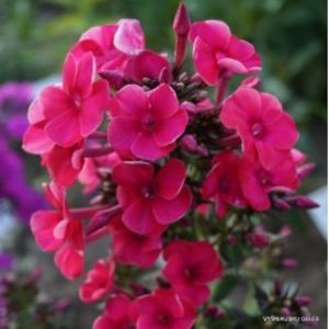 phlox-paniculata-adessa-red-g-9 - c- achizitii primavara 2018