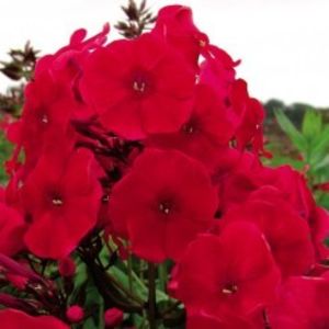 phlox-paniculata-adessa-special-fire-g-9 - c- achizitii primavara 2018