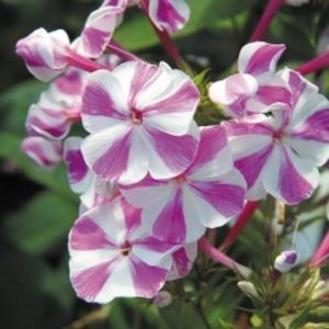 phlox-paniculata-adessa-special-lilac-twist-g-9 - c- achizitii primavara 2018