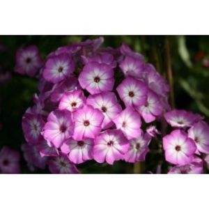 phlox-paniculata-flame-purple-eye-g-9 - c- achizitii primavara 2018