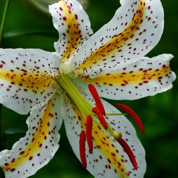 Lilium auratum - - Plan de achizitii pentru 2020