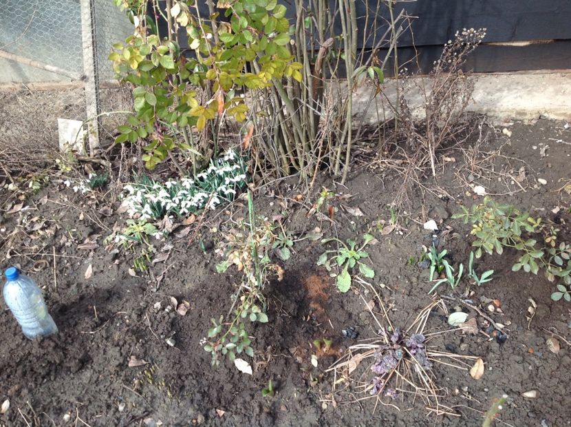  - Gradina feb 2018 un inceput de nou sezon