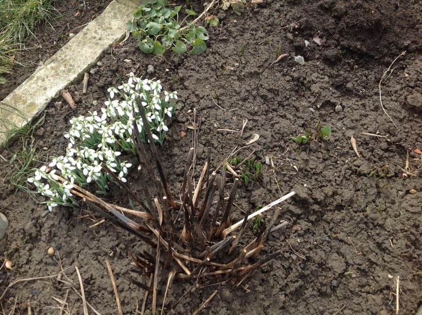  - Gradina feb 2018 un inceput de nou sezon