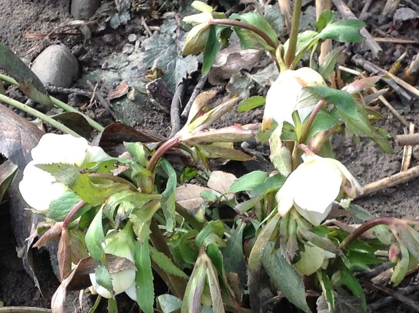  - Gradina feb 2018 un inceput de nou sezon