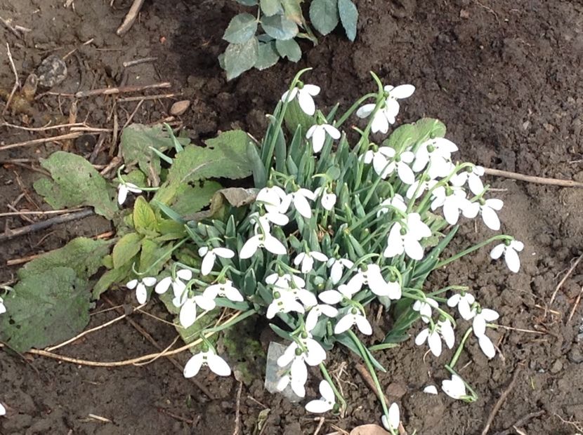  - Gradina feb 2018 un inceput de nou sezon