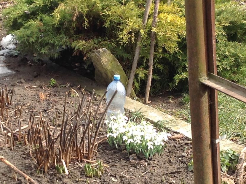  - Gradina feb 2018 un inceput de nou sezon