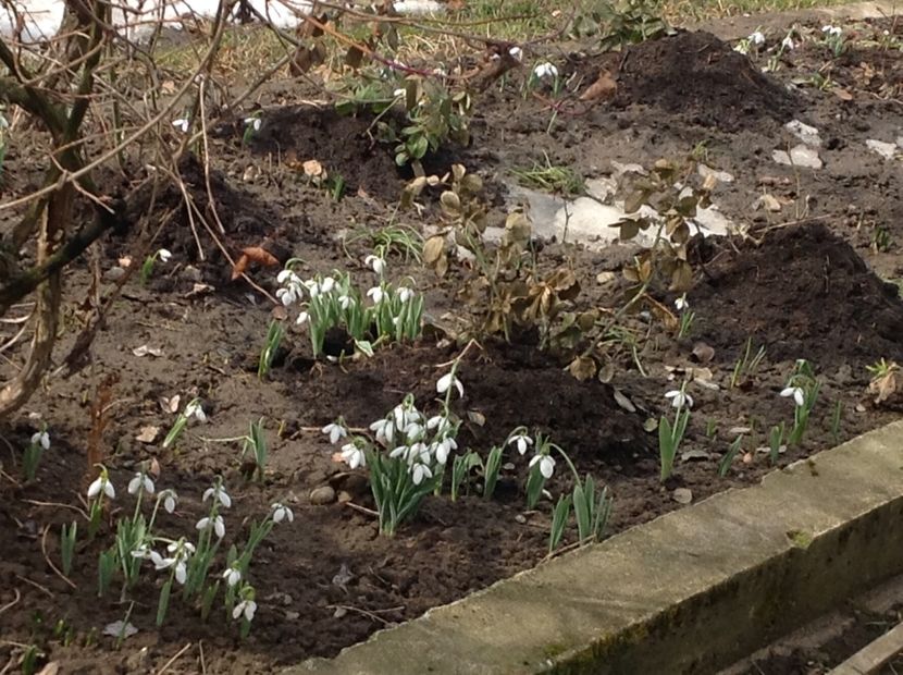  - Gradina feb 2018 un inceput de nou sezon