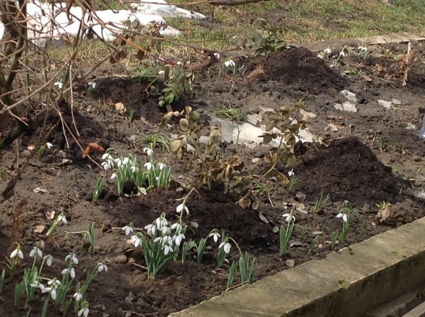  - Gradina feb 2018 un inceput de nou sezon