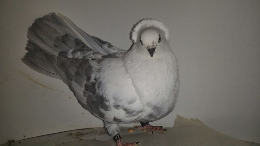 P_20180308_144921 - Jucatori de Timisoara