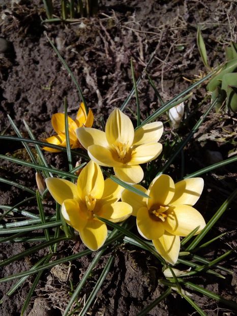  - AAAA__CROCUS 2016_2017_2018_2020_2021