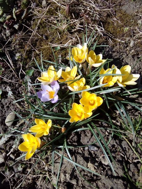  - AAAA__CROCUS 2016_2017_2018_2020_2021