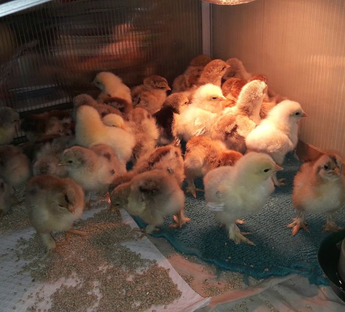 Seria II - a__Pui si tineret brahma 2018