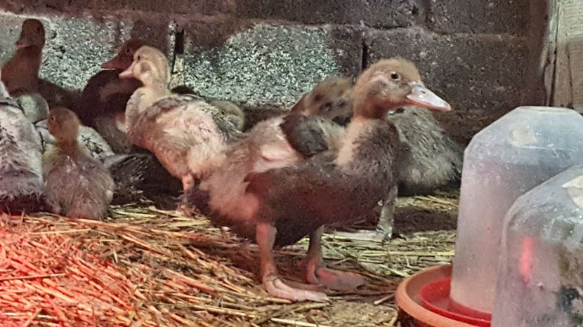  - Bomboane asortate 2018