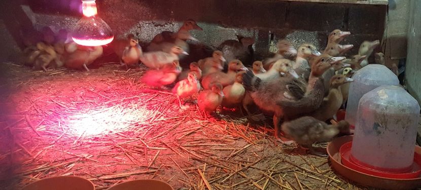  - Bomboane asortate 2018