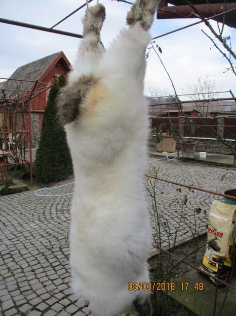 calif. fem 2017 !!! - SACRIFICARI