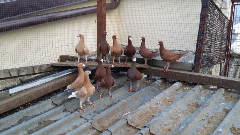  - voiajori germani de frumusete 2018