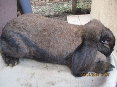 FEM.B.G. 2017 !!! - X ARHIVA IEPURI CE AM AVUT