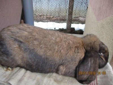 RO 12 -175 - X ARHIVA IEPURI CE AM AVUT