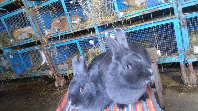  - 00 IEPURI VIENEZ NEGRU SI GRI PUI DE VANZARE