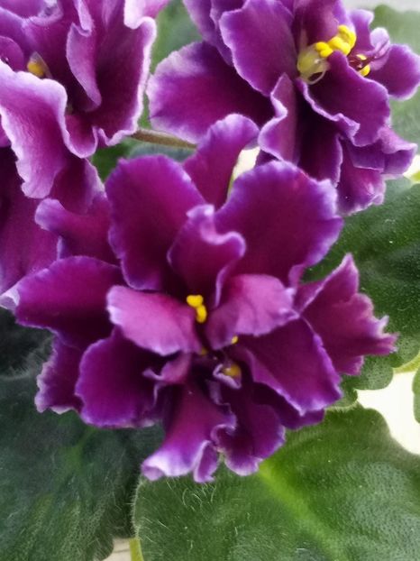 7 mar - ZZ LE Don Corleone