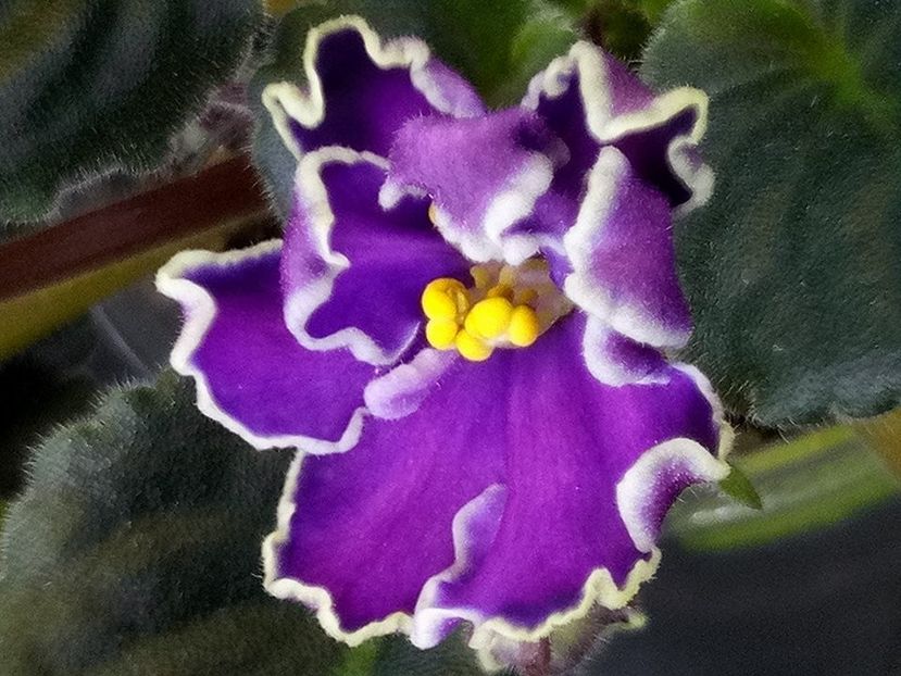 23 feb - ZZ King s Treasure