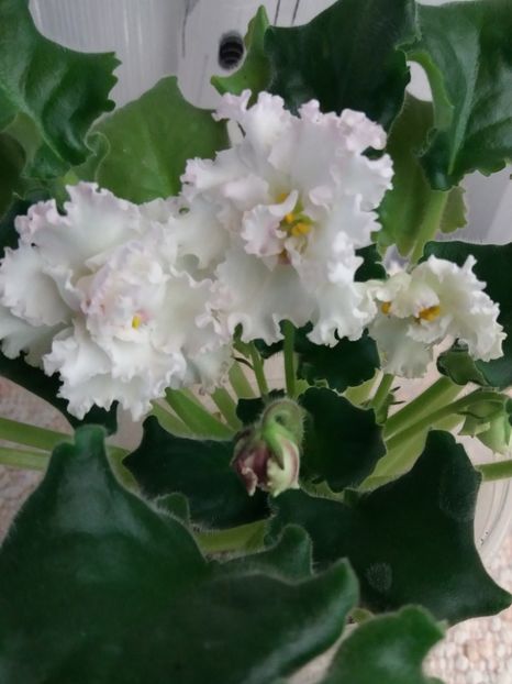 28 feb - ZZ LE Vzbitye Slivki - LE Whipped Cream