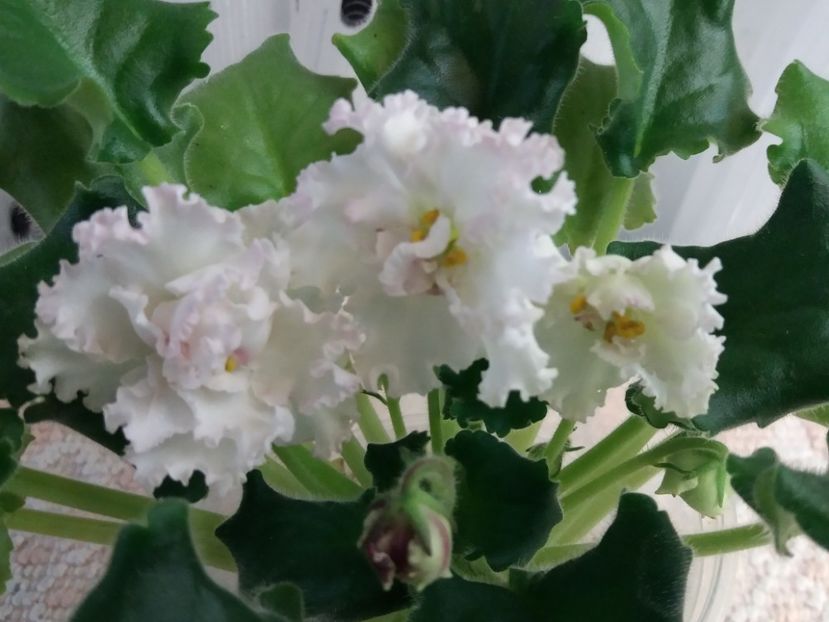 28 feb - ZZ LE Vzbitye Slivki - LE Whipped Cream