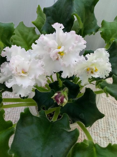 1 mar - ZZ LE Vzbitye Slivki - LE Whipped Cream