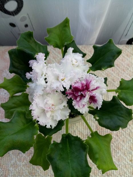 7 mar - ZZ LE Vzbitye Slivki - LE Whipped Cream