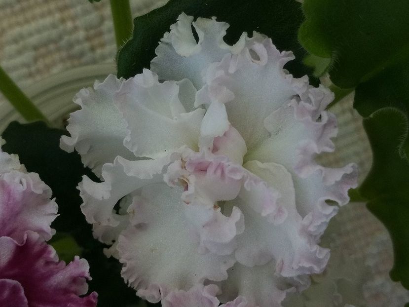 7 mar - ZZ LE Vzbitye Slivki - LE Whipped Cream