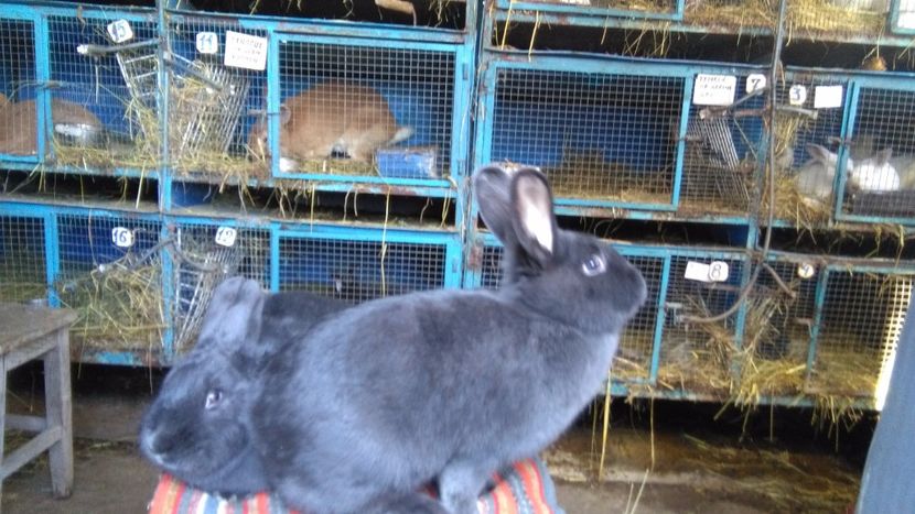 VIENEZ ALBASTRU  FEMELE =9 LUNI ;95 ---96 PUNCTE EXPO NATIONALA BAICOI; - 0 0 DE VANZARE MARTIE 2018