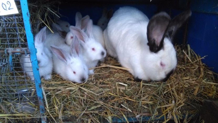 URIAS DE TRANSILVANIA ;DE VANZATE PUII  =DUPA 01 APRILIE ; - 0 0 DE VANZARE MARTIE 2018