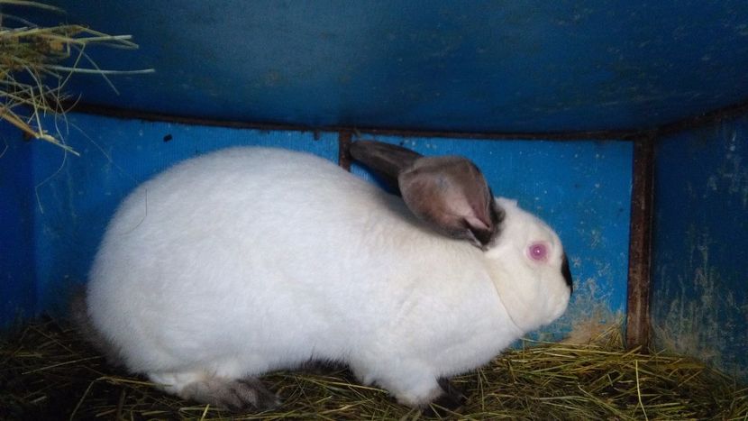 MASCUL ===96 PUNCTE CAMPION NATIONAL 2017 ;***NU ESTE DE VANZARE *** - 0 0 DE VANZARE MARTIE 2018