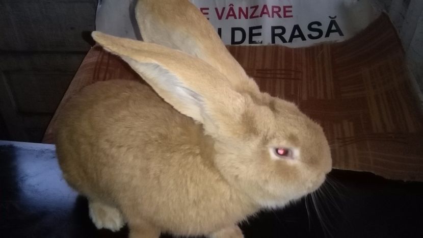  - 0 0 DE VANZARE MARTIE 2018