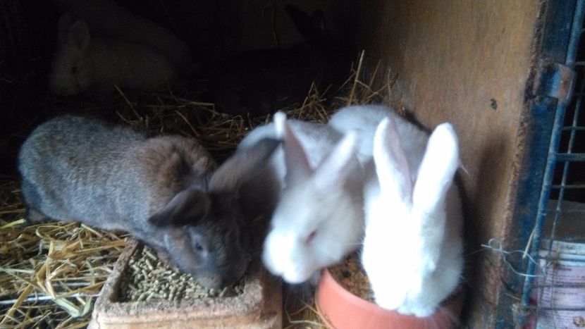  - 0 0 DE VANZARE MARTIE 2018