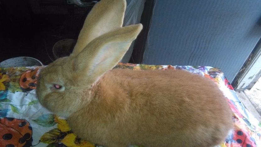 MASCULI ==URIAS GALBEN  ;;8 LUNI ; - 0 0 DE VANZARE MARTIE 2018