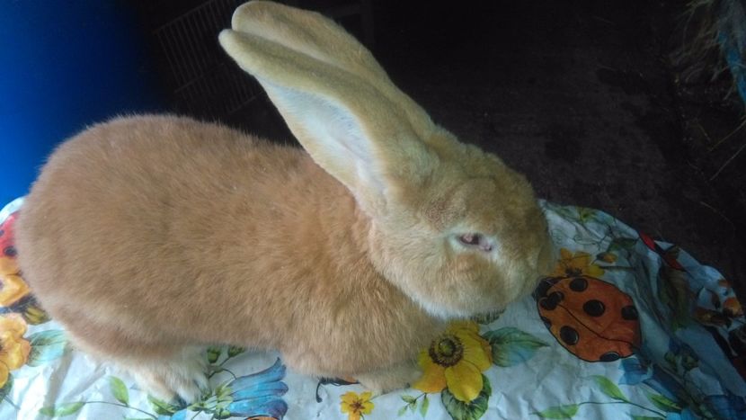  - 0 0 DE VANZARE MARTIE 2018