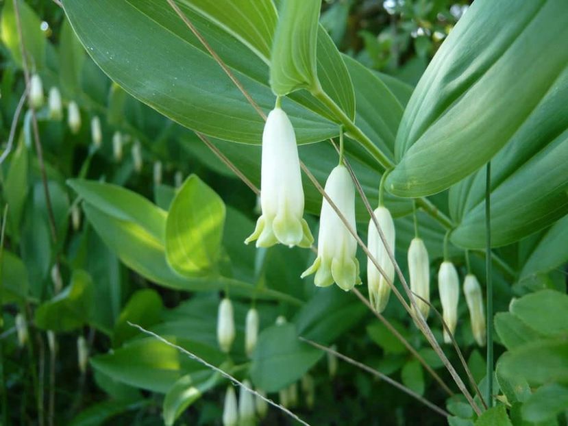 Polygonatum odoratum Angular Solomons Seal - 3 Eu si florile mele