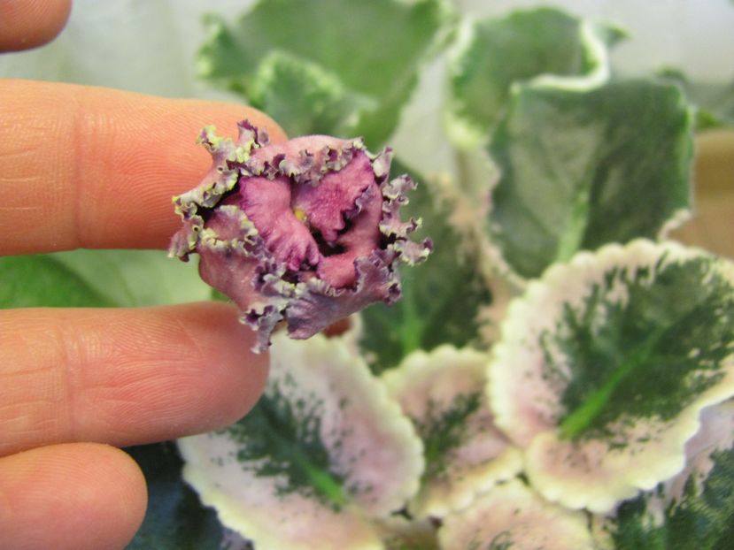  - ZZZ EK Moulin Rouge