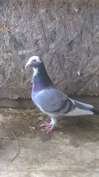 Mi-a fugit handicapsta asta dupa un gutan si prea mai vine acasa - Porumbei mei