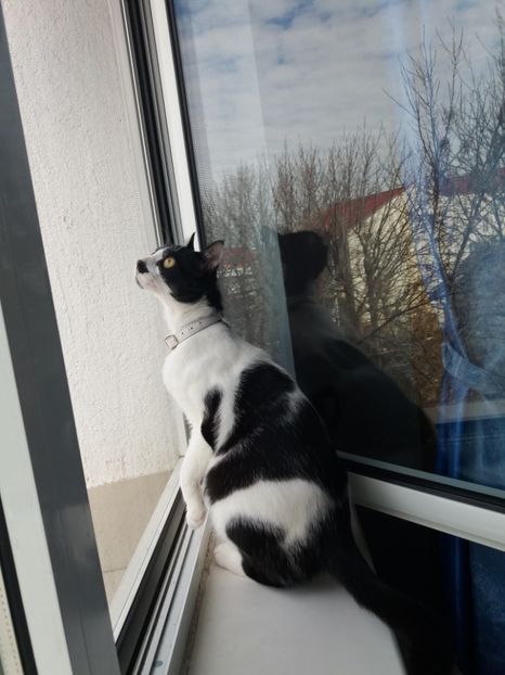  - Duracel martie 2018