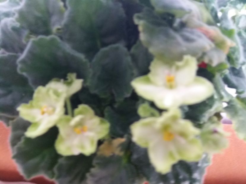  - Florile mele martie 2018