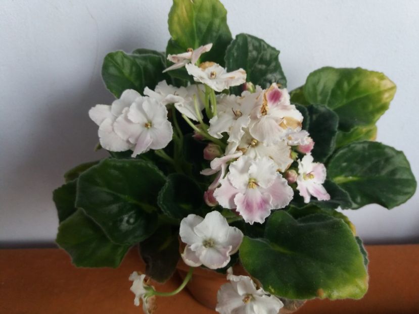  - Florile mele martie 2018