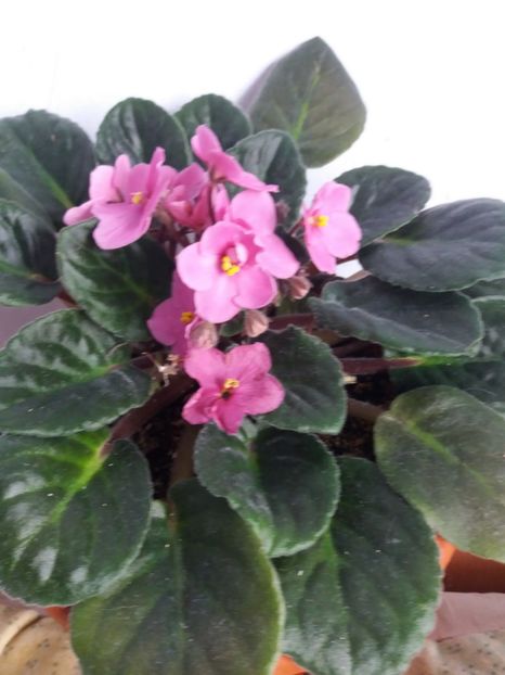  - Florile mele martie 2018