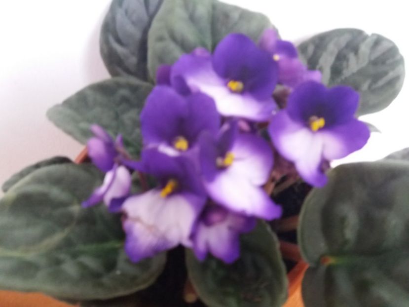  - Florile mele martie 2018