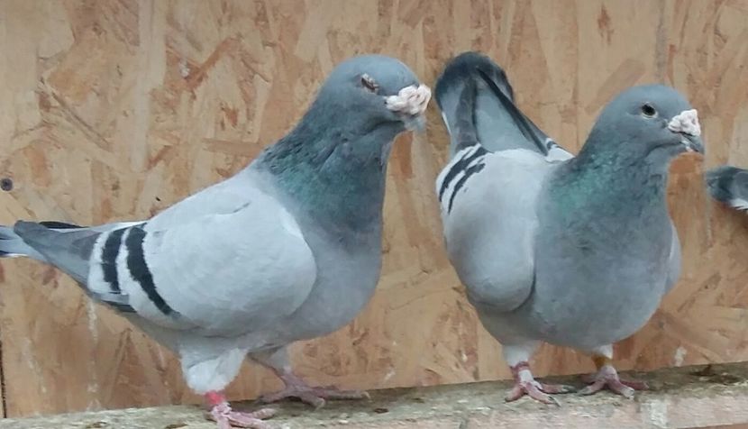 Bufnita 2012 + Juieta 2013 - 2017 Albastri