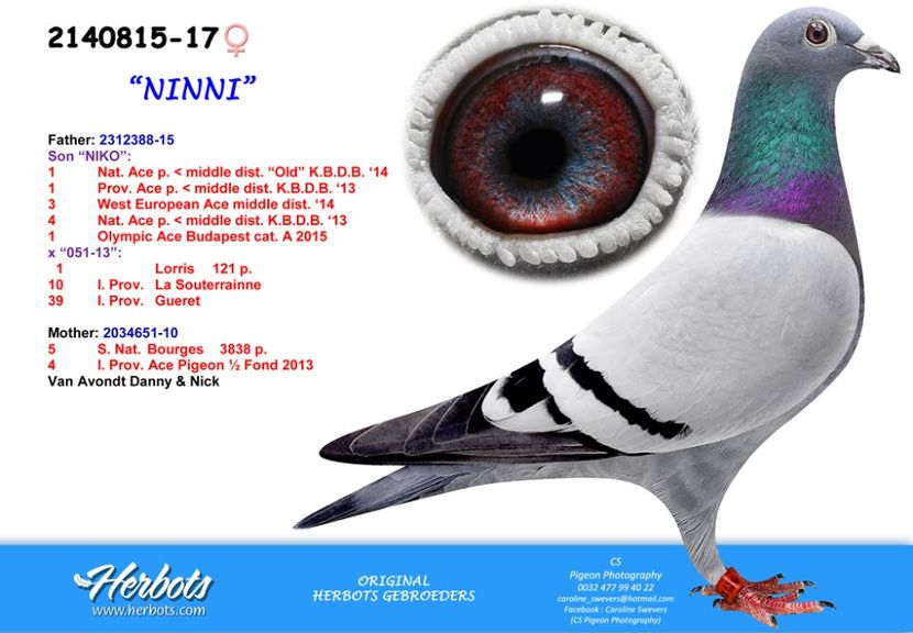 Herbots - poze porumbei