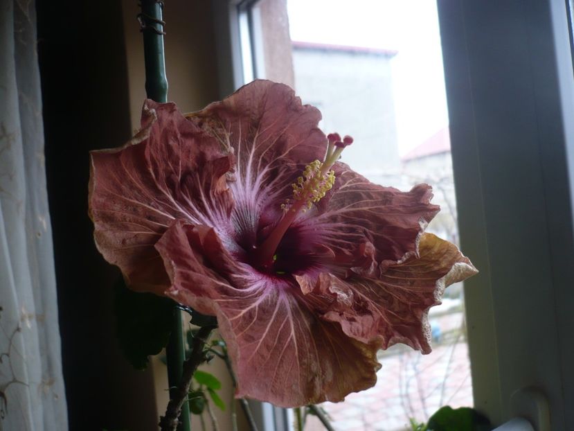 09.03.2017 - HIBISCUSI 2018-1