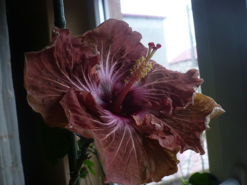 P1360323 - HIBISCUSI 2018-1