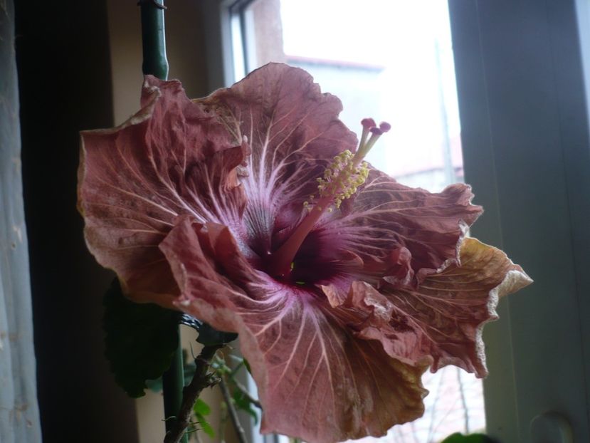 P1360324 - HIBISCUSI 2018-1